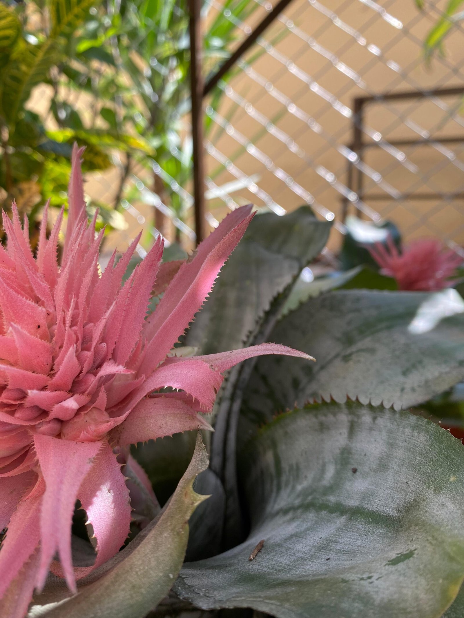 Floricultura: Encantada Flowers