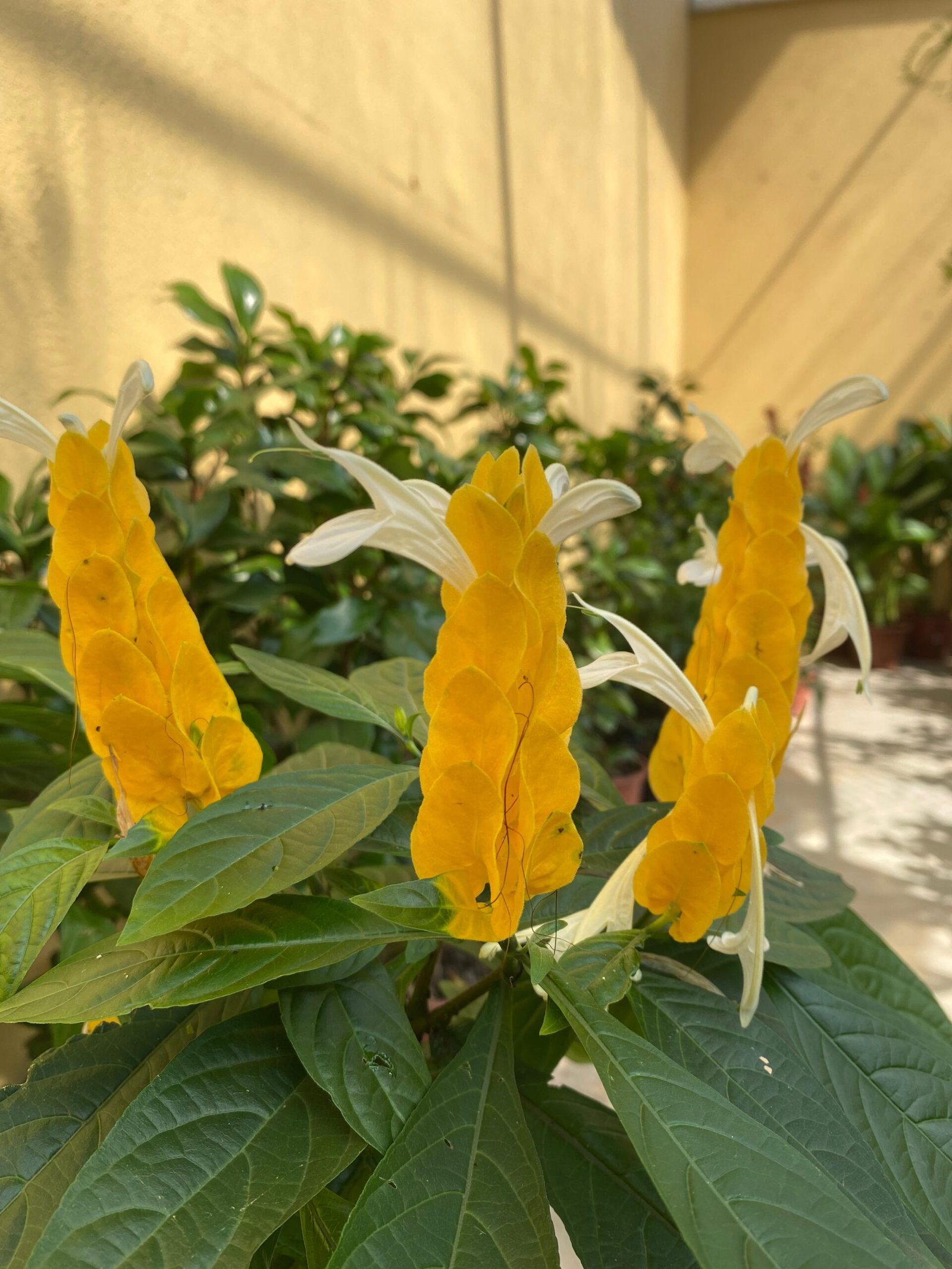 Floricultura: Encantada Flowers